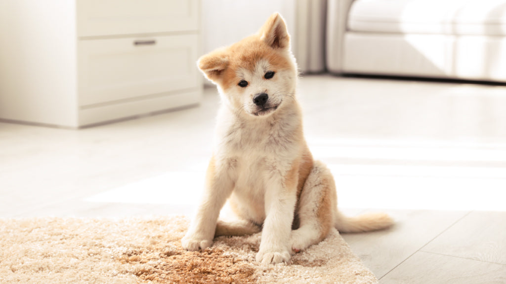 How to Remove Old Dog Urine Stains & Smells from Carpet Angry Orange
