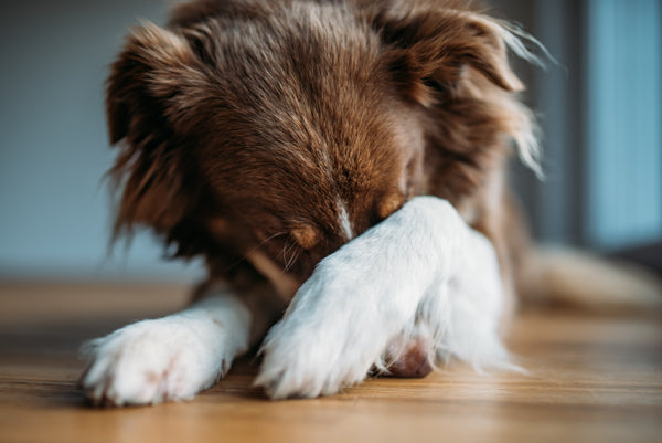 anxious dog hiding its face