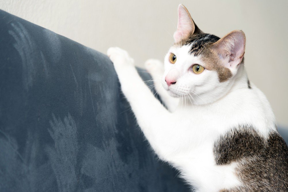 How to prevent your cat from scratching the couch best sale