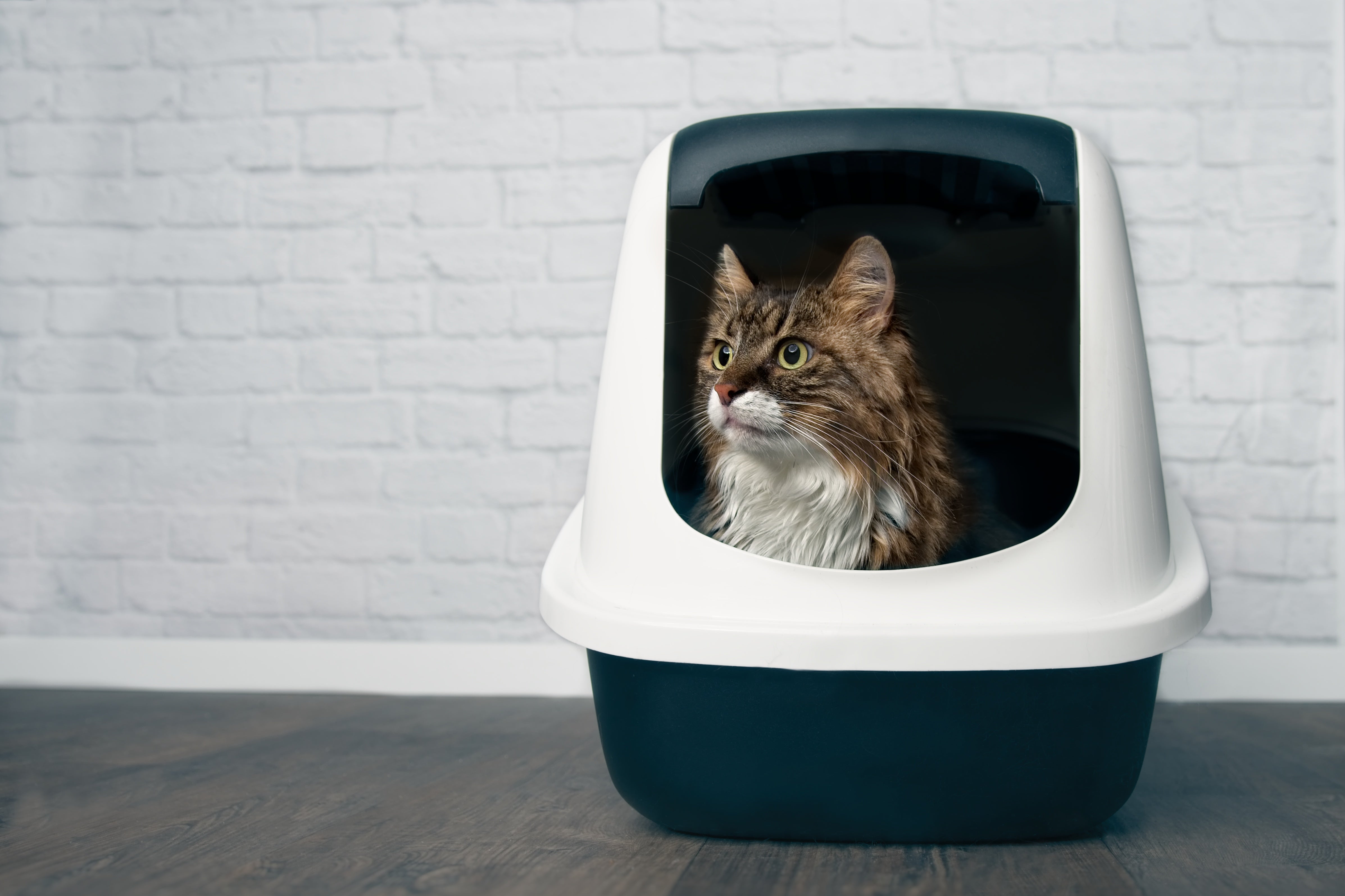 How to Make a Cat Litter Box Not Stink: Easy Odor-Busting Tips