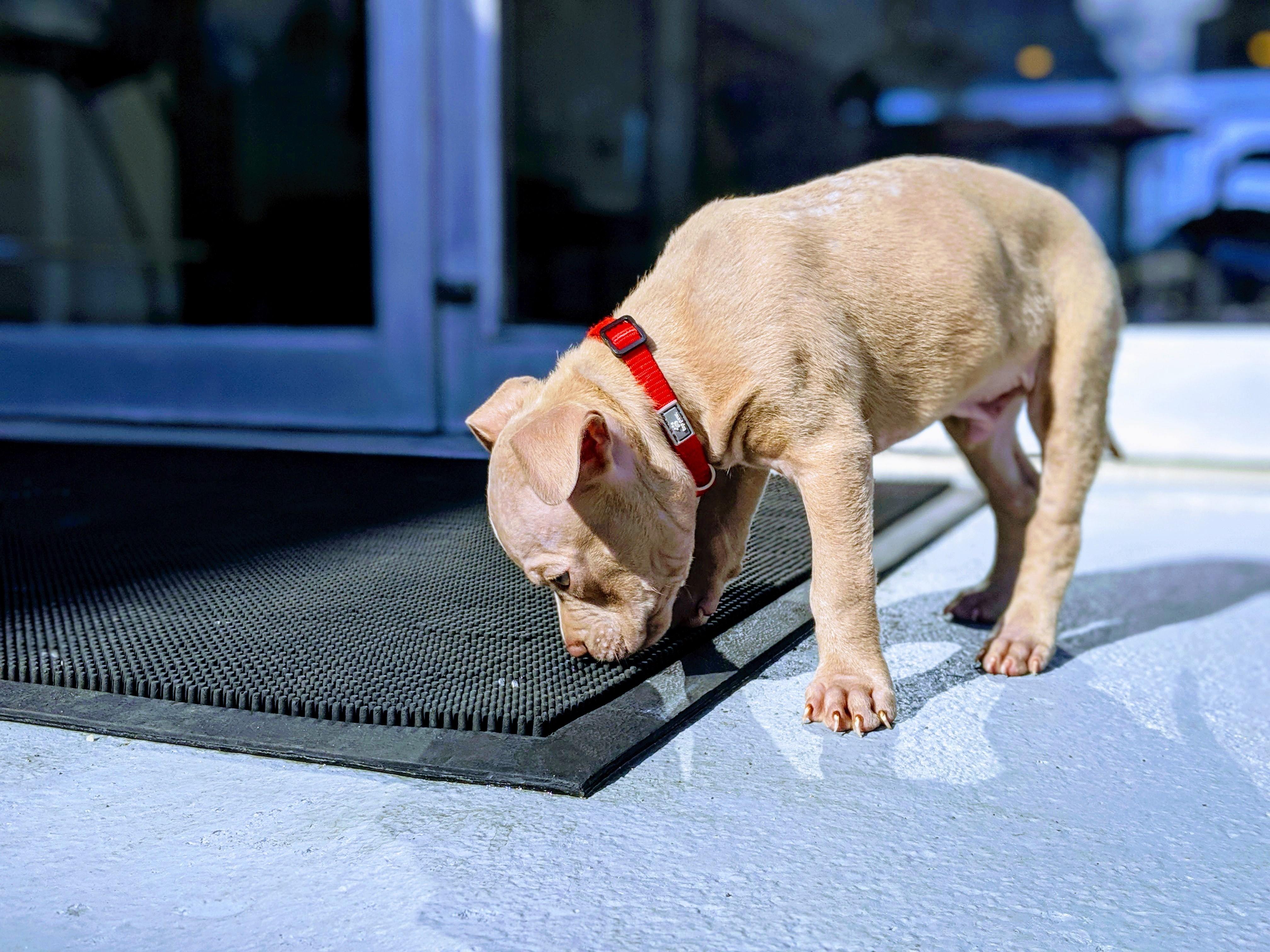 The Top 5 Smells Dogs Hate to Pee On Angry Orange