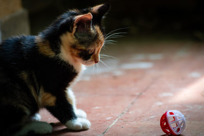 5 pawmazing tricks you can teach your cat