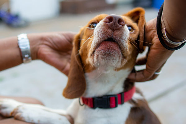 5 annoying things non-pet owners say