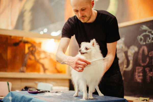 Do's and Don'ts when grooming your pet