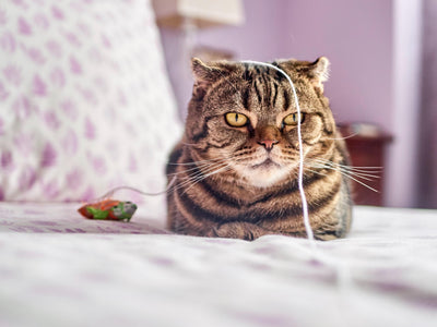 5 signs your cat is stressed