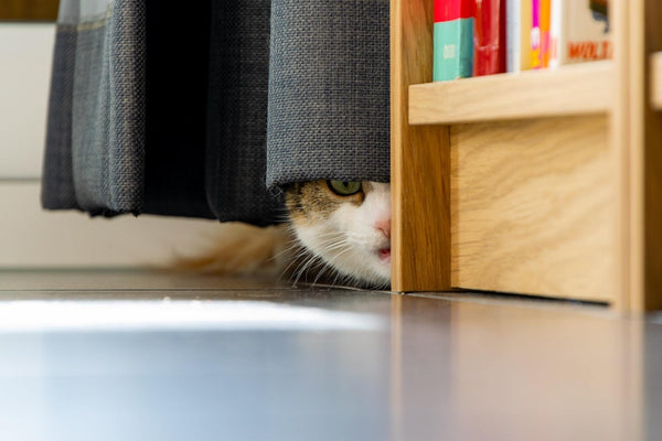 5 tips to an anxiety-free pet