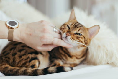 5 common mistakes cat owners make