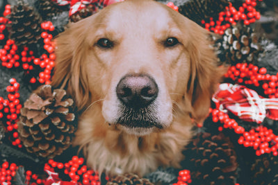 How to avoid Christmas dangers for your pet