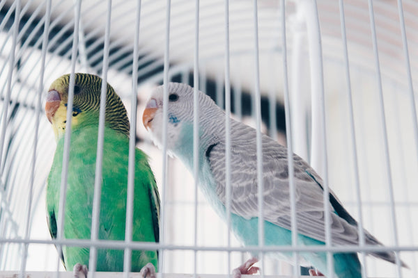 Cleaning tips for parrot owners