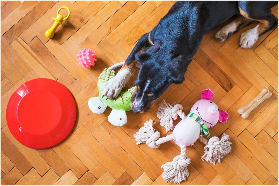 5 awesome hacks to deep clean a house with pets