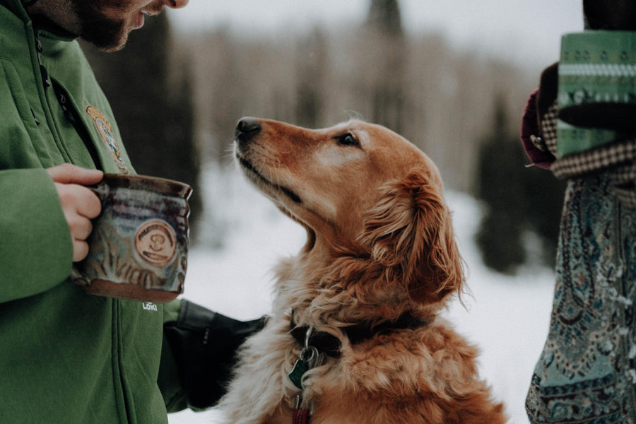 How to keep your pet warm this winter