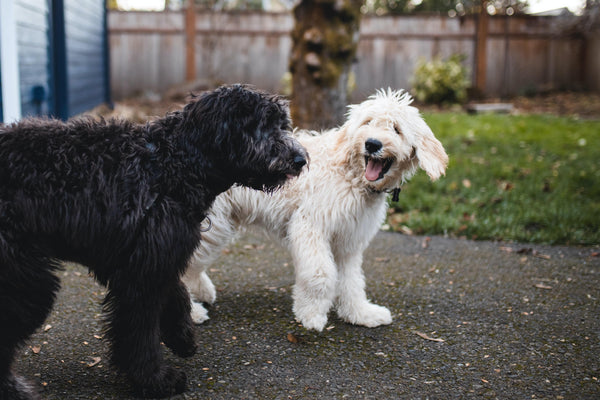 How to get rid of stubborn pet odors in 4 easy steps
