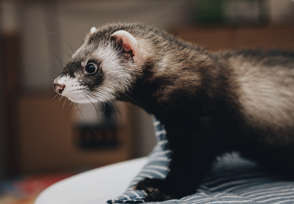 Cleaning online ferret cage