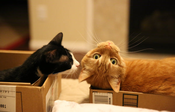 6 DIY activities for you and your pet