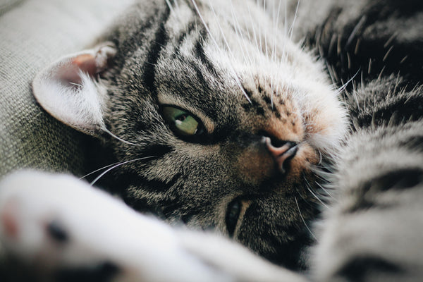 How to make a cat stop marking territory