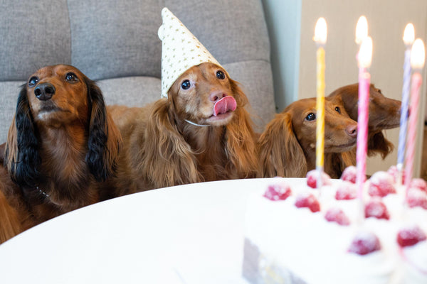 NYE Survival Guide: how to keep your pets safe & calm