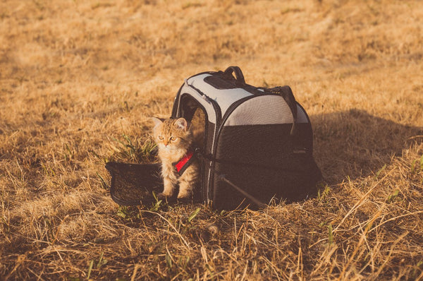 Travel tips for cat owners