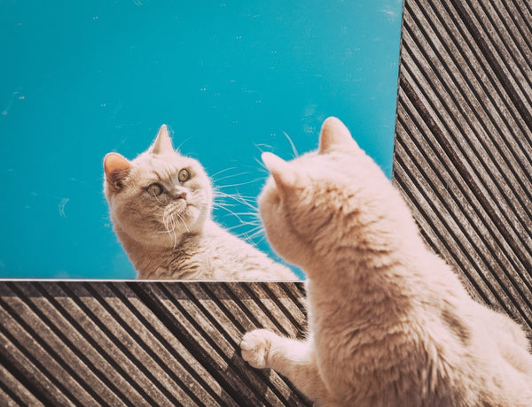 Fun facts: What the Zodiac signs say about your cat