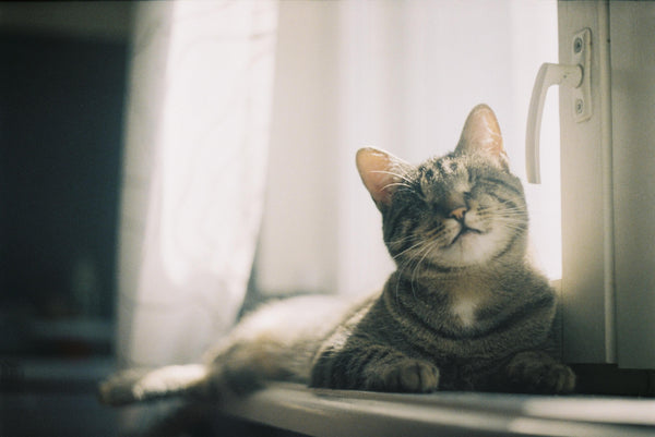 Ode to my unsighted cat