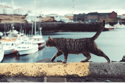 6 worldwide cities perfect for cat people