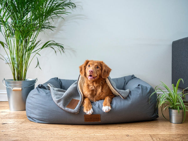 Minimalism and pets. Do they really mix?