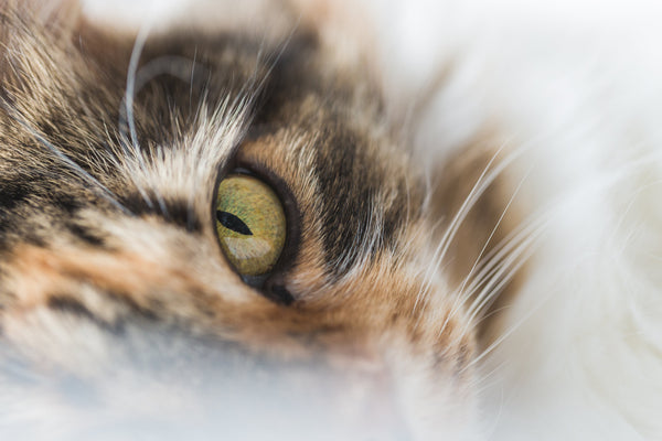 Amazing facts about cats you probably didn’t know!