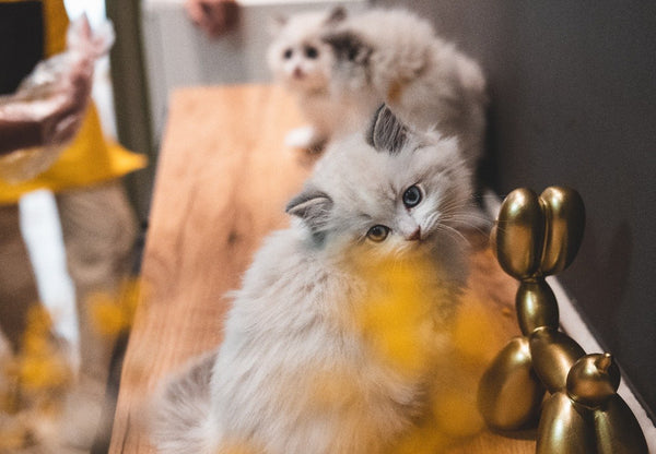Life with Pets: 5 funny rules they impose on us