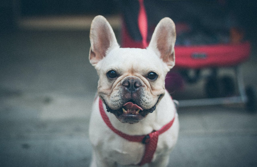 Let's learn the secret language of pets