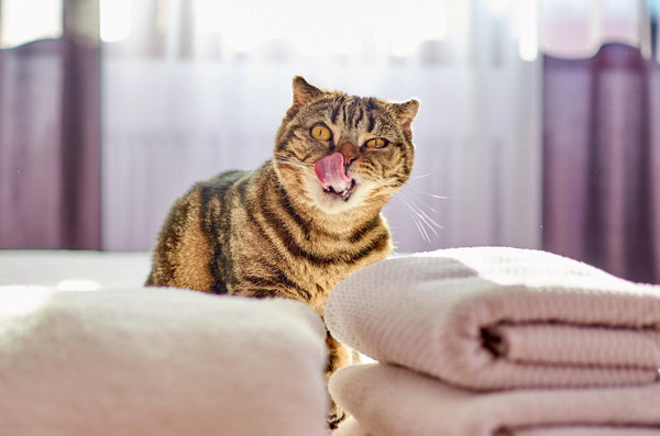 What cleaning products are harmful for pets?