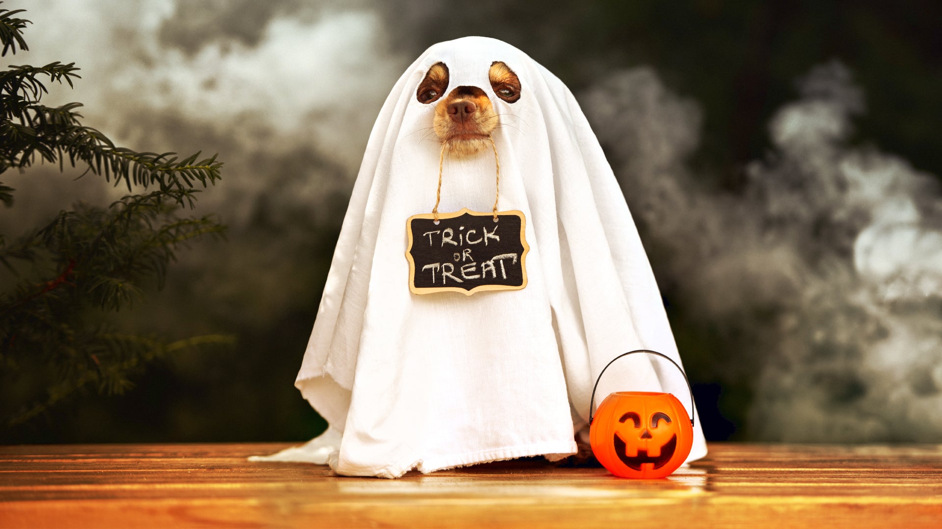 6 Halloween Tips for Pets  Best Friends Animal Society