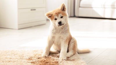 How to Remove Old Dog Urine Stains & Smells from Carpet