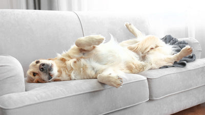 6 Tips to Get the Dog Smell Out of Your Couch