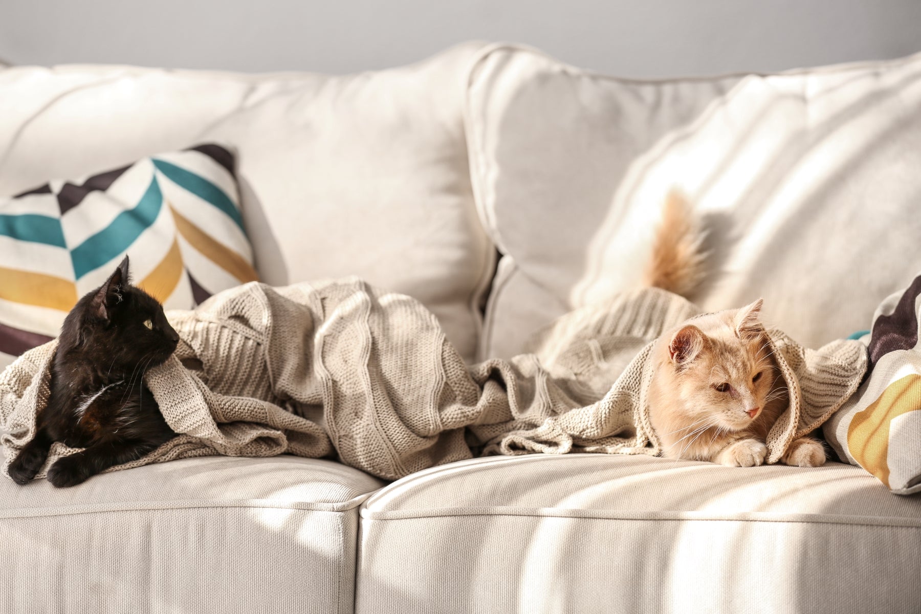 Cat clearance inside couch