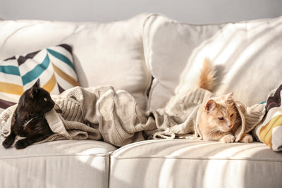 10 Helpful Hacks To Eliminate Cat Odors From Your Couch (Yes, Even Cat Pee)