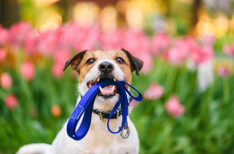 Dog smiling holding a blue leash