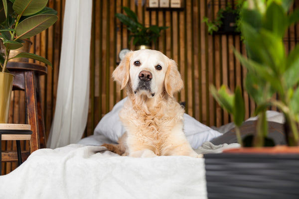 Earth Day Tips For Pet Owners