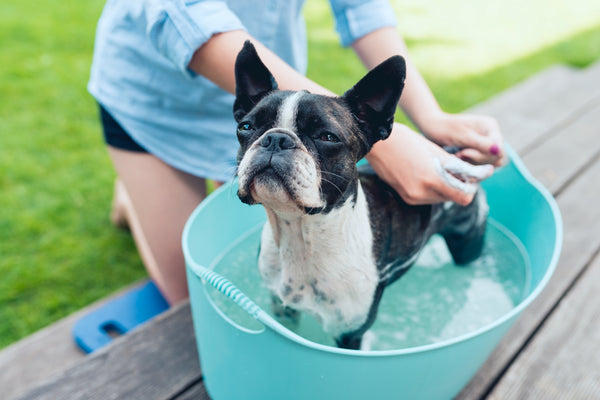 4 Reasons Why Your Dog Still Stinks After a Bath