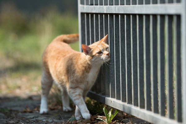 How To Stop Cats From Marking Their Territory