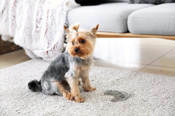 dog peed on rug in living room