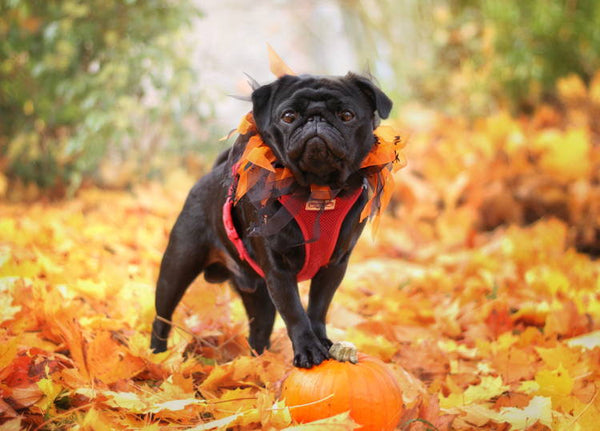 How to Celebrate Halloween With Your Pet