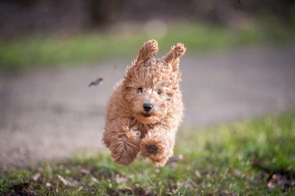 Fun facts: What the Zodiac signs say about your dog