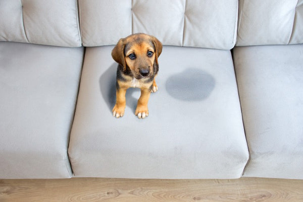 5 Ways to Eliminate The Dog Smell From Your House