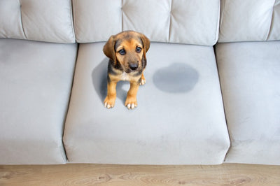 5 Ways to Eliminate The Dog Smell From Your House
