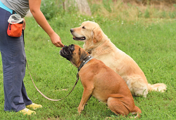 Puppy Training 101: Teaching Your Puppy the Basics