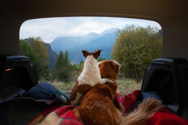 Two dogs laying in the back of a car looking at the mountains. 