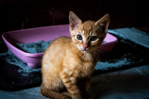 Tips & tricks for a smooth litter box training