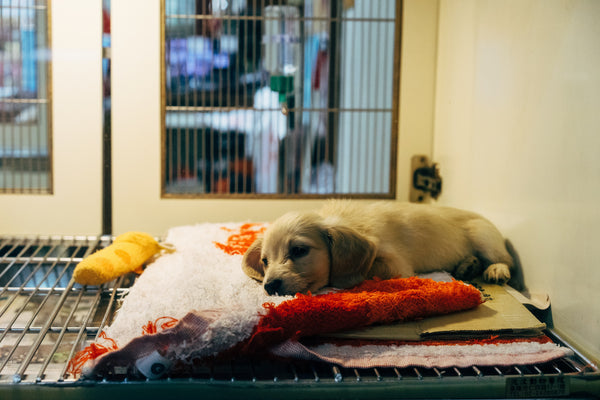 Why “Adopt, Don’t Shop” are words to live by