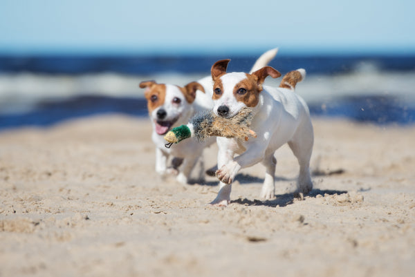 6 Ways to Celebrate Your Furry Friend on National Dog Day