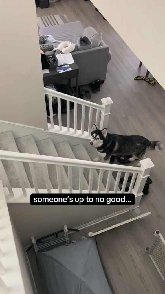 Angry Orange Pet Odor Eliminator - Instagram UGC